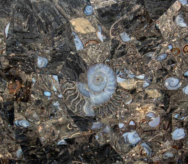 Black Fossil Stone